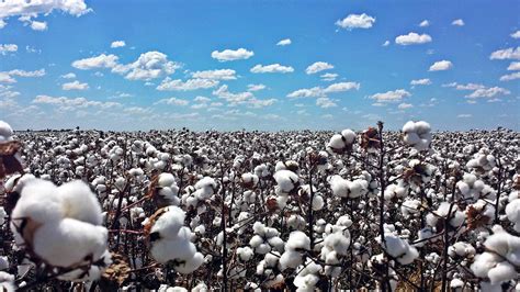 cultura do algodão isso é produtor isso é stoller