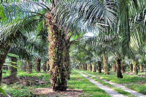 Kelapa sawit means oil palm in malay. Klasifikasi dan Morfologi Tanaman Kelapa Sawit - Ilmu ...