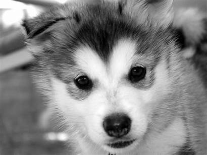 Husky Huskies Siberian Puppies Dogs Puppy Eyes