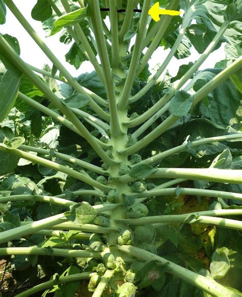 Top 10 Stages Of Brussel Sprout Growth