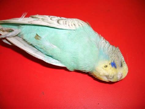 The Dead Parakeet Flickr Photo Sharing