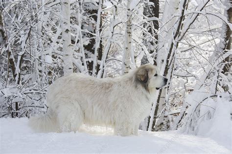 Domestic Male Great Pyrenees Dog In Snow Stock Image F0232149