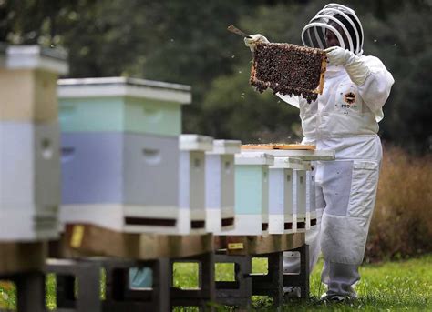 Thistle And Bee Helps Victims Of Human Trafficking Rebuild Their Lives Through Beekeeping