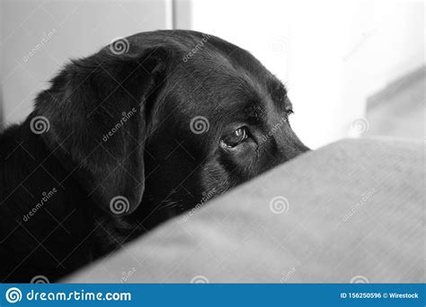 Grayscale Wide Closeup Shot Of A Sad Looking Black Dog Stock Photo
