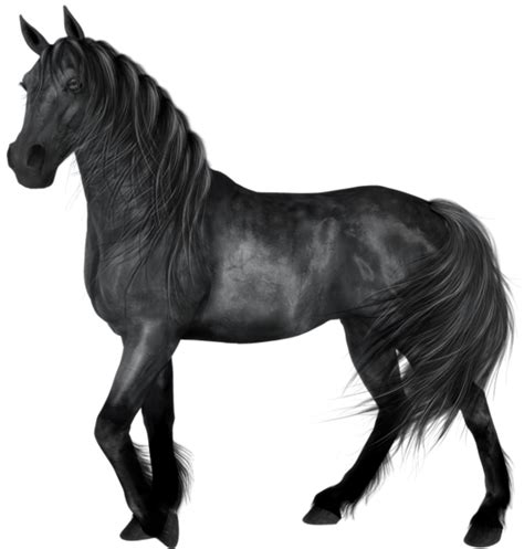 Transparent Black Horse Gallery Yopriceville High Quality Images