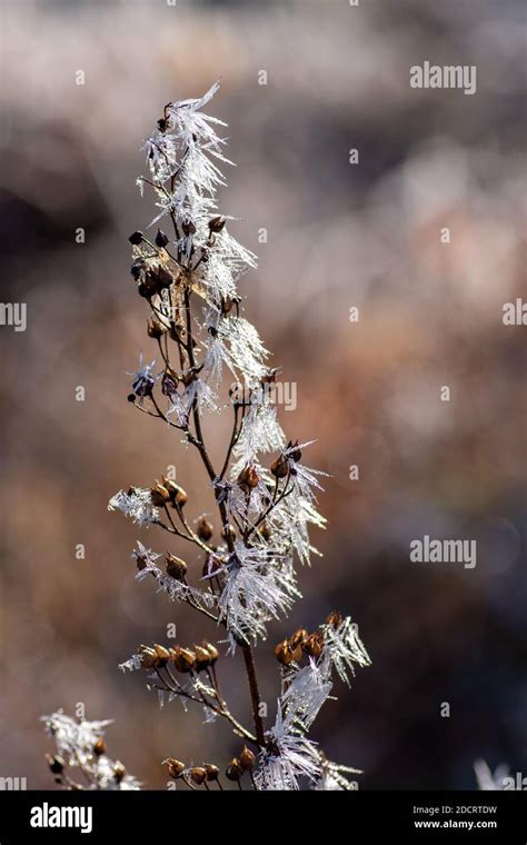 Ice Crystals On Plants Stock Photo Alamy