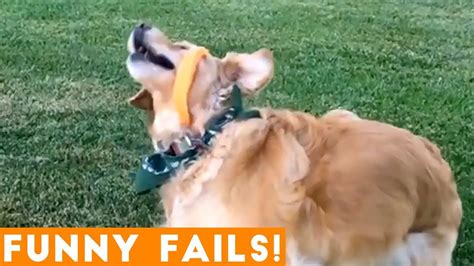 Try Not To Laugh At Funny Pet Fails 2018 Funny Pet Videos Youtube