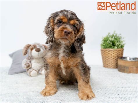 We serve families from columbia, charleston, rock hill (sc), charlotte, fayetteville, asheville, and raleigh durham (nc), georgia, florida, tennessee, and at best cockapoo breeders we specialize in f1b cockapoos. Petland Florida has Cockapoo puppies for sale! Check out ...
