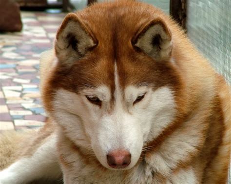 Check spelling or type a new query. different breeds of dogs: siberian husky | red siberian husky puppies ~ Puppy