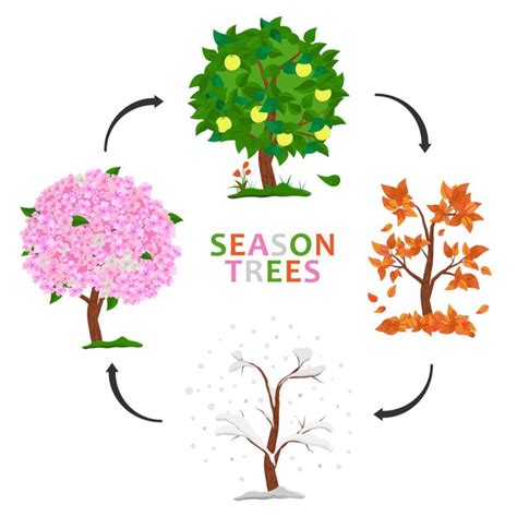 Premium Vector Tree In Four Seasons Spring Summer Autumn Winter