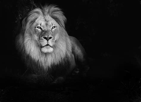 If you're in search of the best white lion wallpaper, you've come to the right place. Lion Wallpaper Desktop (68+ images)