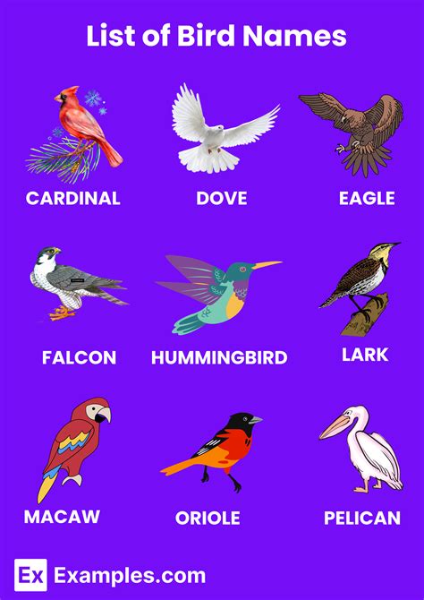 Bird Names 100 List Importance Meaning Pdf