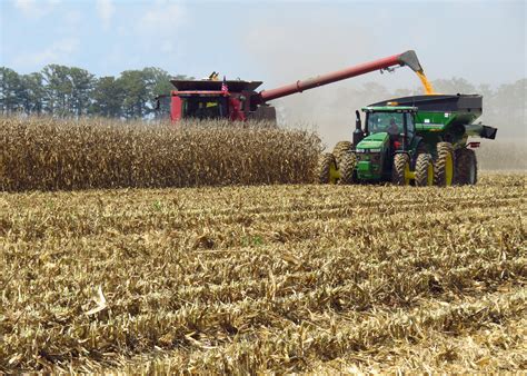 Rainy Weather Slows States Corn Harvest Mississippi State University