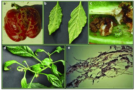 Arthropods And Nematodes Pests A Stripes On Fruits Caused By Thrips