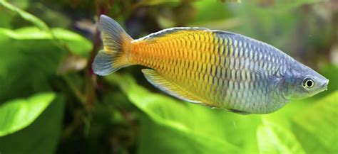 However, the rainbow fish are more active when feeding and i notice a couple discus shy away from the turmoil. Fish profile - Boeseman's Rainbowfish