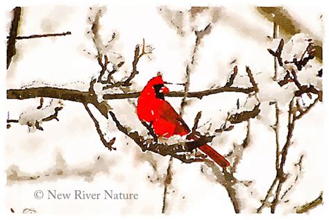 A Little Piece Of Me Male Cardinal On Snowy Branches