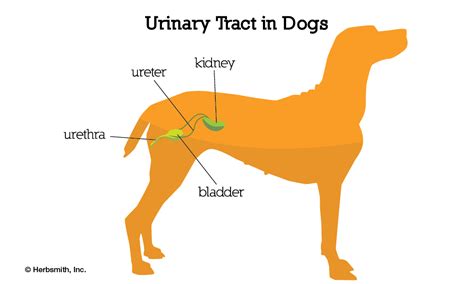 Dog Urinary System Anatomy