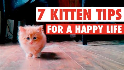 7 Cats Who Know The Secrets To Happiness Youtube