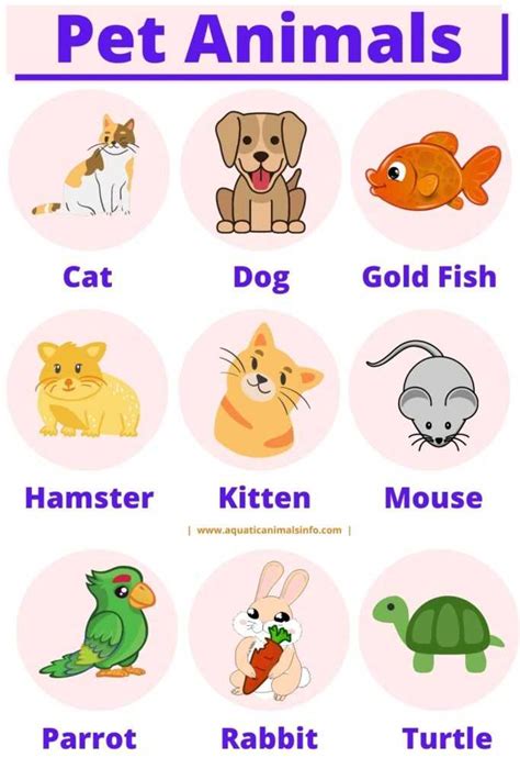 Cute Pet Animals Names In English Denifition With Pictures Animals