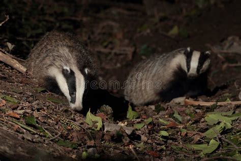Badger At Night Stock Photo Image Of Animals Dark 244196134