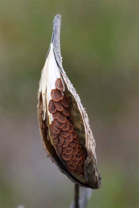 Free Picture Milkweed Pod Opened Exposed Seeds