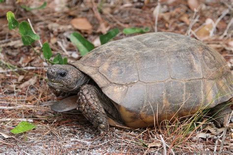 Gopher Tortoise Florida Wildlife · Inaturalist
