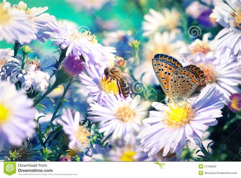 Bee And Butterfly On Flowers Stock Photography Image 21346022