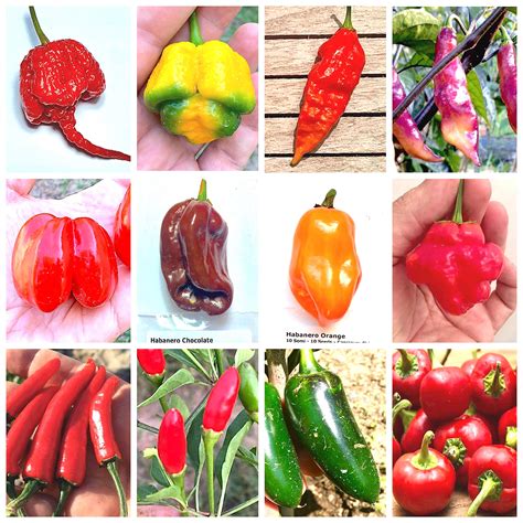 120 Chili Pepper Seeds In 12 Varieties Of The Worlds Hottest And Tasty