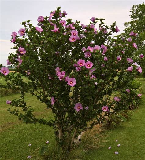 Double Rose Of Sharon Hibiscus Syriacus Flower Tree Bush Eveliza Tumisma