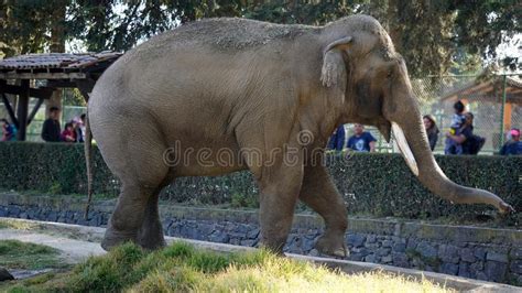 Big Elephant At The Zoo Editorial Image Image Of Habitat 105831770