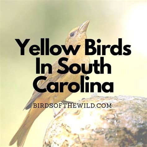 9 Yellow Birds In South Carolina With Pictures Birds Of The Wild