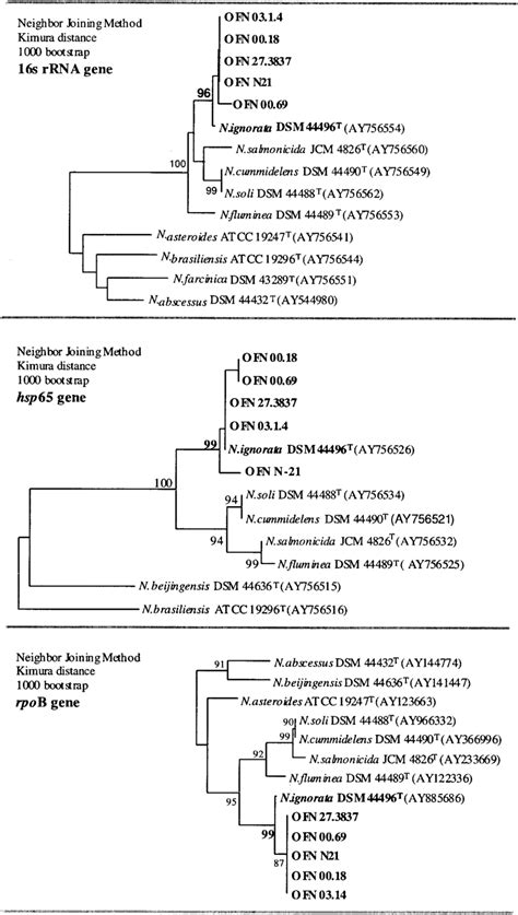 Phylogenetic Trees Based Upon 16s Rrna Hsp65 And Rpob Sequences From