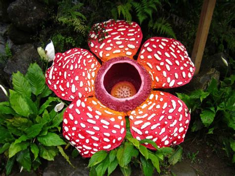 Rafflesia The Worlds Largest Bloom World Of Flowering Plants