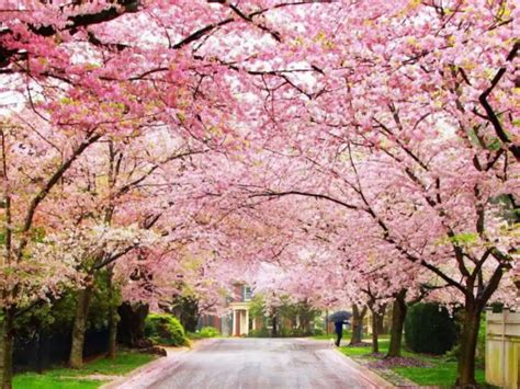Cherry Blossom Festival In Shillong Shillong Tourist Places Times