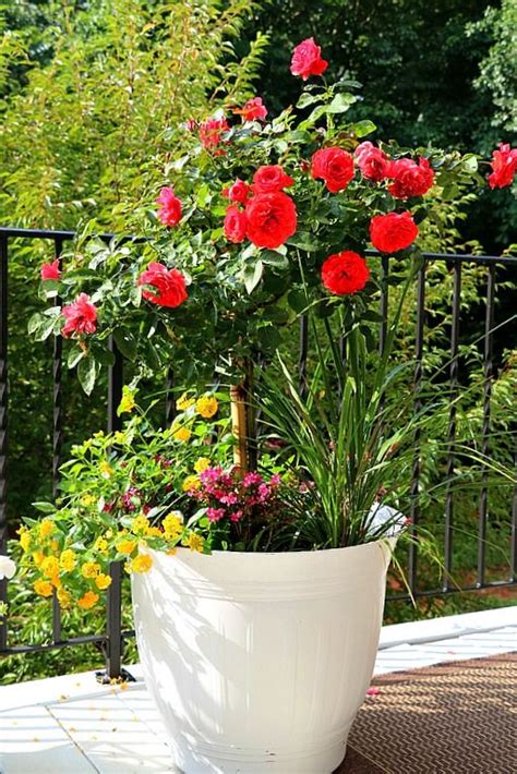 Knock Out Rose Container Garden Tips Easy Maintenance And Care This