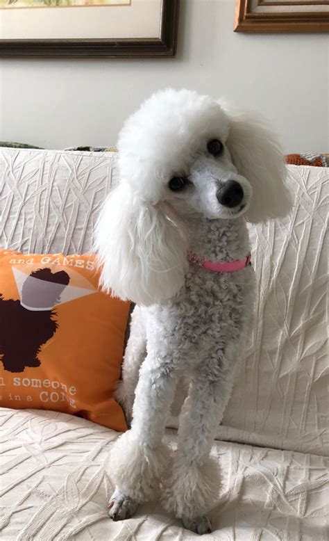 Beautiful Jolie May 2 2018 Toy Poodle Haircut Poodle Dog Cute Dogs