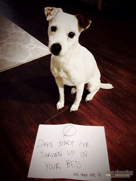 Hahahaha Dog Shaming Jack Russell Terrier Dog Houses Baby Fever