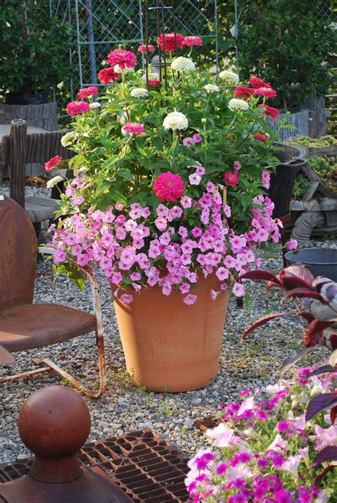 Shop a huge selection of wholesale flowers for diy weddings, and bulk flowers for events. container garden of Calibrachoa and Zinnia (With images ...
