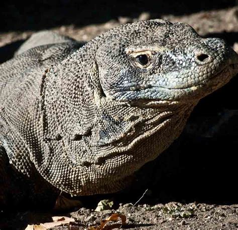 Terjemahan frasa wild animals dari bahasa inggris ke bahasa indonesia dan contoh penggunaan wild animals dalam kalimat dengan terjemahannya: Wildlife in Indonesia - Lonely Planet