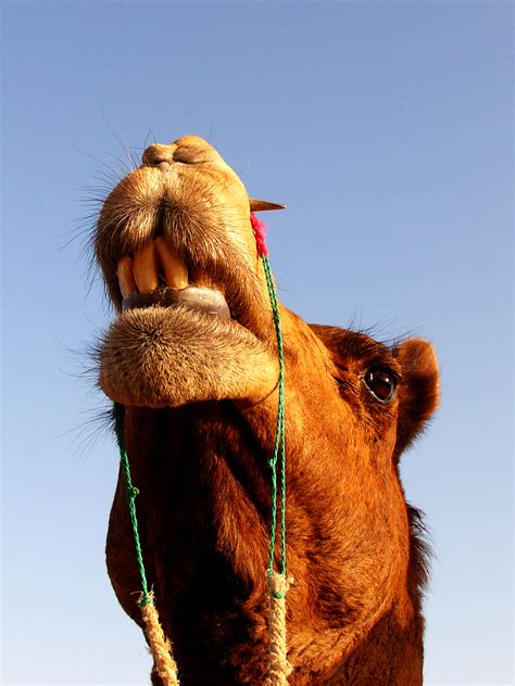 camel :: Behance