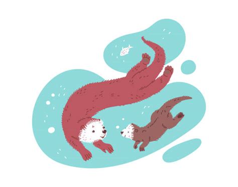 50 Sea Otter Swimming Illustrations Royalty Free Vector Graphics