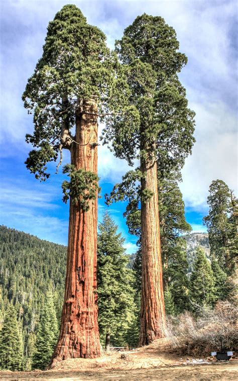 Sequoiadendron Giganteum Giant Sequoia Redwood Forest Tree Wood Seed 10 Seeds Ebay