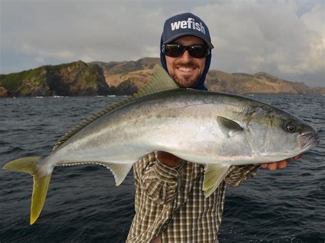 Yellowtail Kingfish Amberjack Bay Of Islands New Zeala Flickr