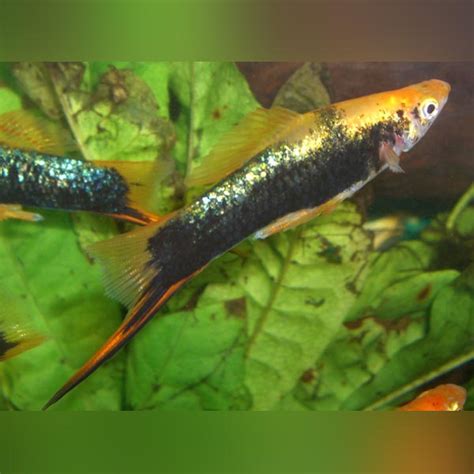 Painted Marigold Swordtail For Sale
