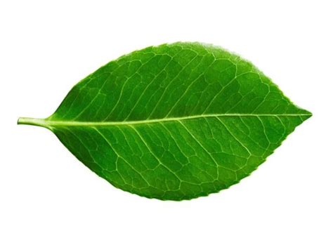 This Is A Picture Of A Leaf Its The First One When You Do A Search On