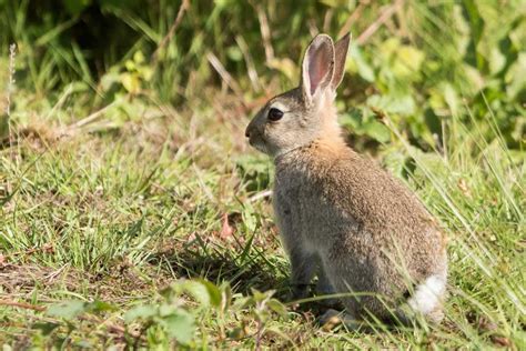 European Rabbit Oryctolagus Cuniculus Uk