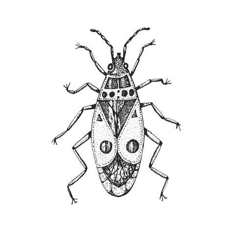 Premium Vector Insects Bugs Beetles The Firebug Pyrrhocoris Apterus