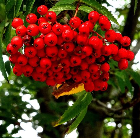 Red Berries Hanging From A Tree Free Stock Photo Public Domain Pictures