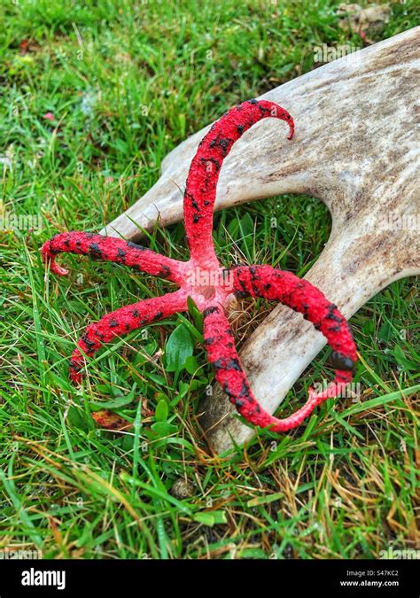 El Hongo De Los Dedos Del Diablo Clathrus Archeri Y A Veces Conocido