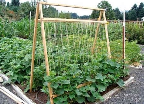 Never Buy A Cucumber Again Just Follow These 6 Tips For Growing A